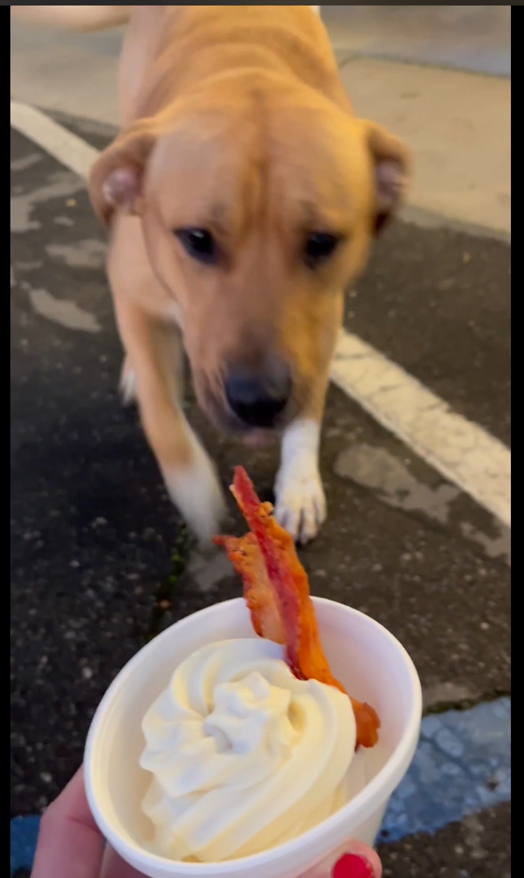 A dog visiting Hula’s pet-friendly patio for a complimentary puppuccino